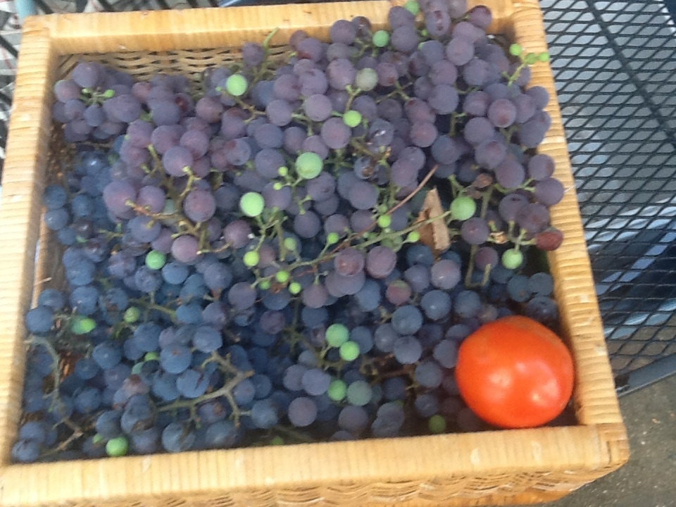 1 rooted plant Grapes cutting Concord Grapes Organic gift