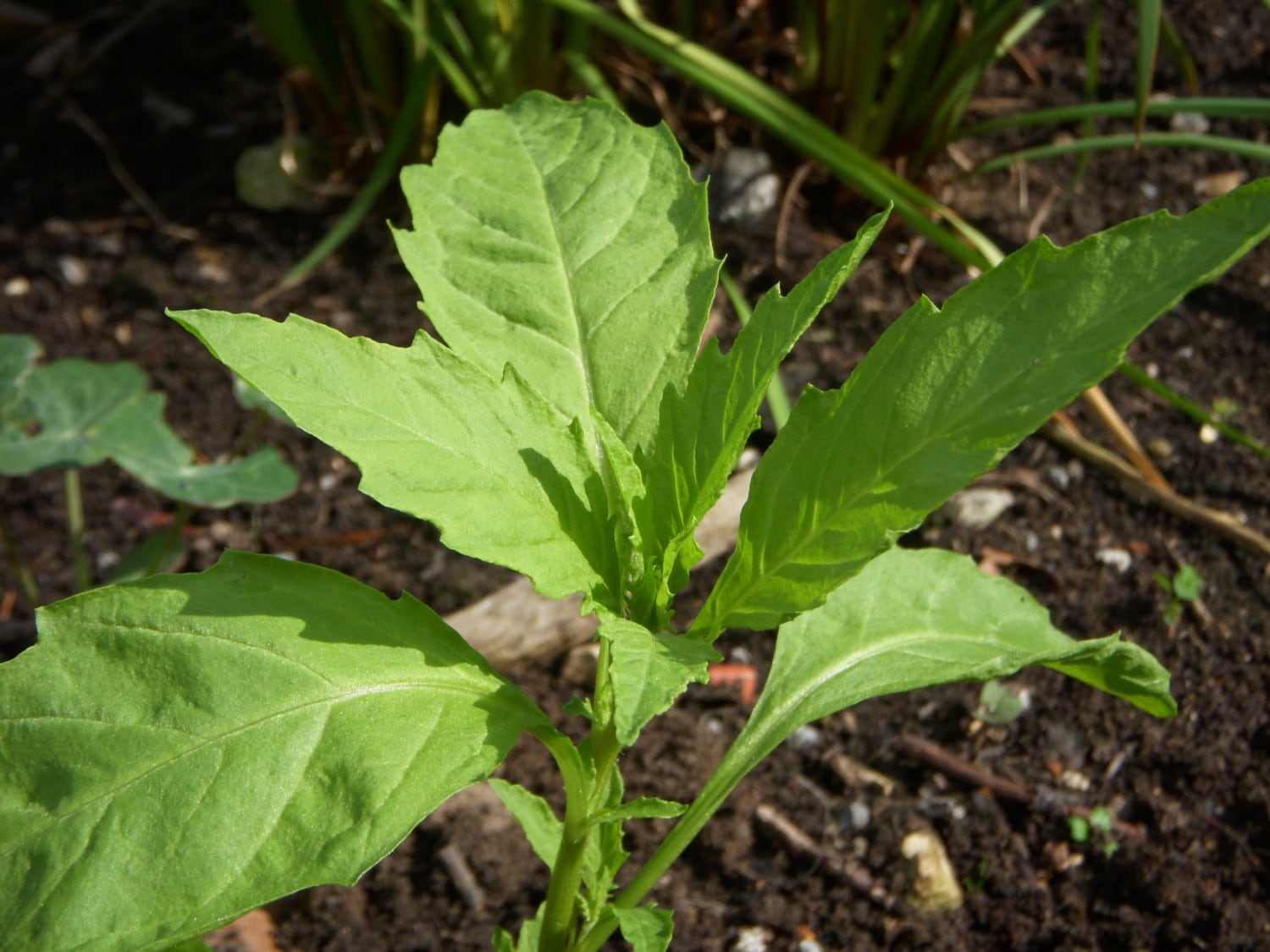 EPAZOTE SEEDS Chenopodium Herb Flower