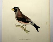 Rare Antique Bird Engraving Print 1800's Jardine Selby Black Tailed Hawfinch