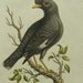 George Edwards Bird Copperplate Engraving Blackbird Chinese Starling Print 1758
