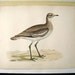 Beverly Morris British Game Birds Great Plover 1855