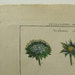 Lamarck Antique 1789 Botanical Print Copperplate Engraving Scabiosa PL 57