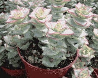 Crassula Perforata Succulent Plant