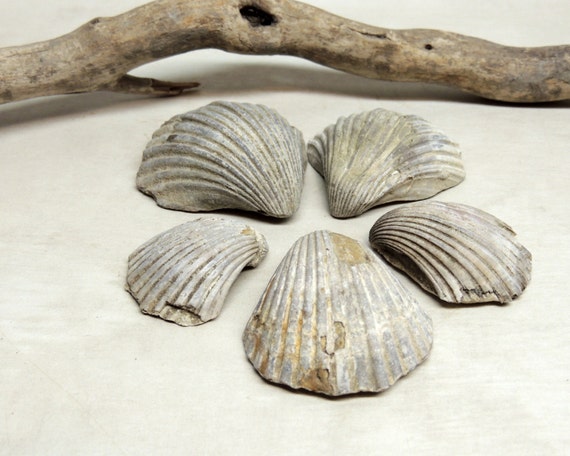 cretaceous period fossils