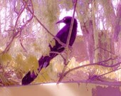 Blackbird Photograph, Pastel Nature Print, Purple Green Fine Art, Bird Photography, Photo Wall Art by Paula DiLeo