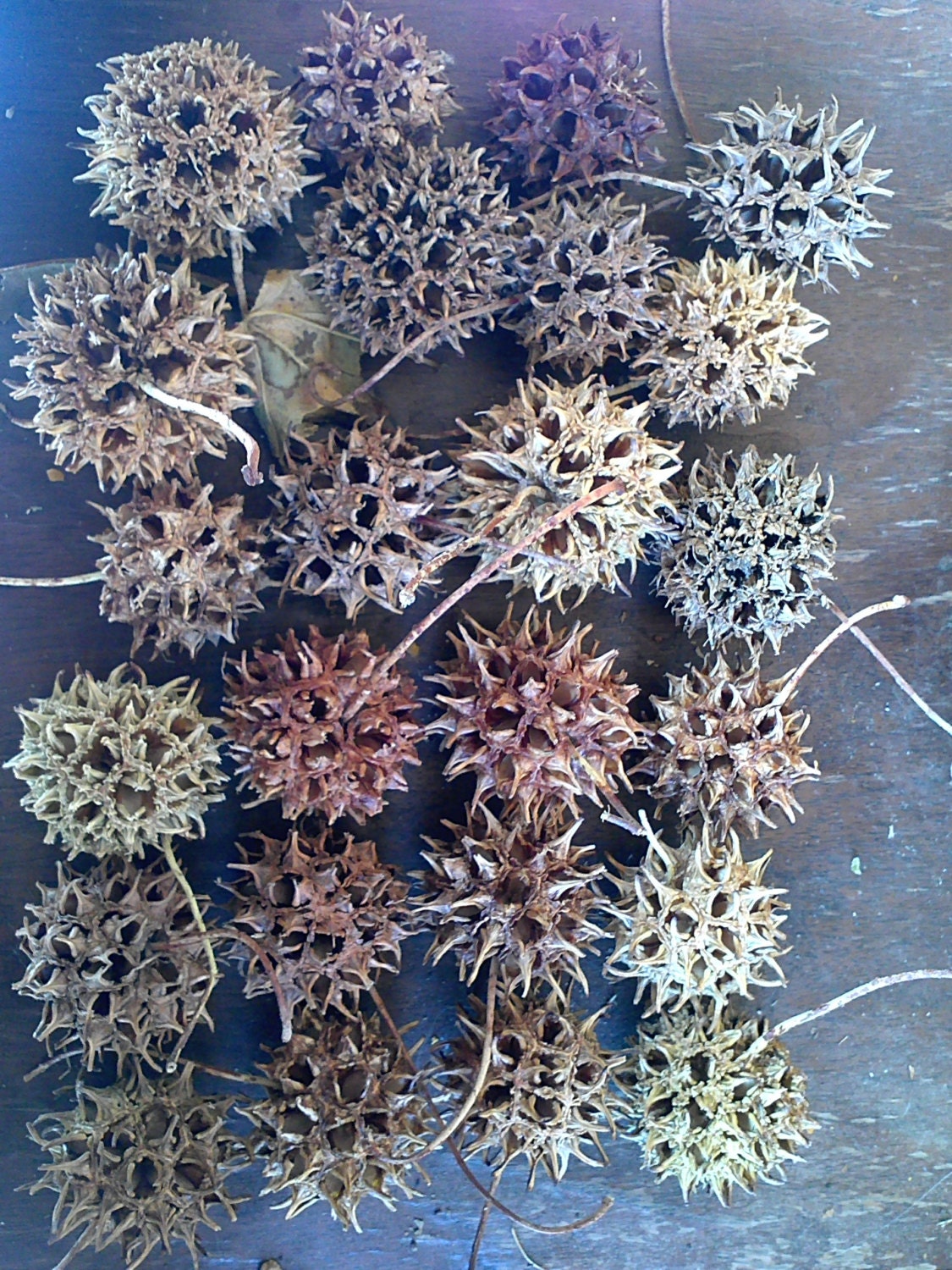 Seed Pods Pine Cones Pinecones Sweet Gum Magnolia by CraftyEd