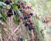 Nature photography,  landscape photo, Ireland magical view,  "blueRaspberry with a dew" , Ireland , landscape photography , red and green
