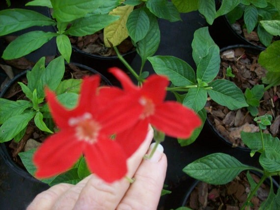 Mexican Petunia Red Rullia Elegans starter plant