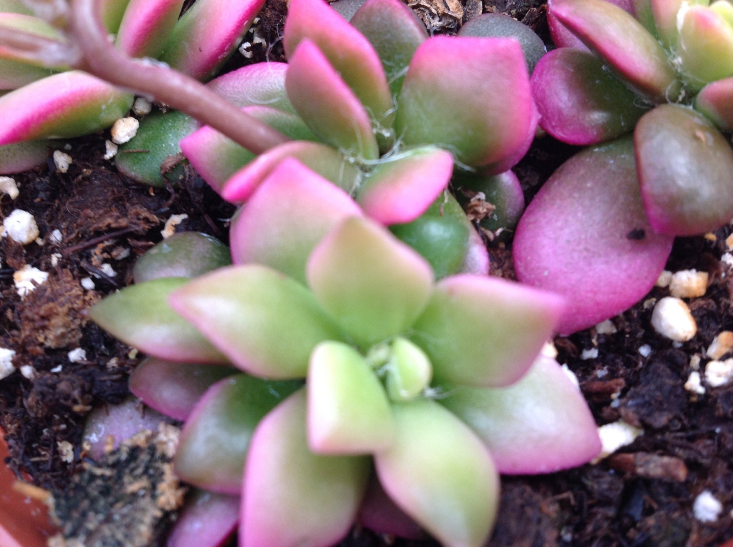 Succulent plant Anacampseros Sunrise forms pink and green