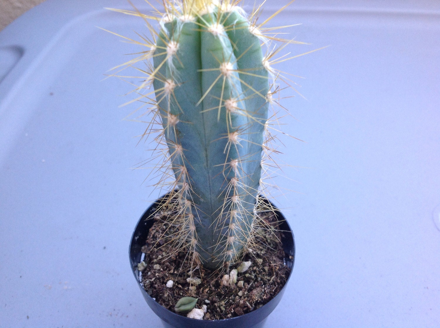 Succulent Blue Candle Cactus, "Pilosocereus azureus", beautiful Candle