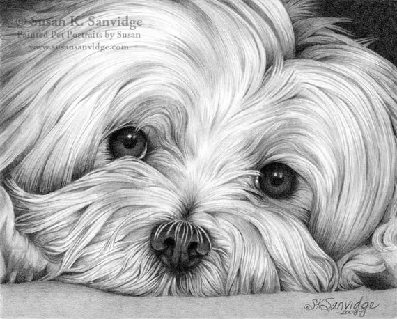 Items similar to Realistic Hand Drawn 8x10 Graphite Pet 