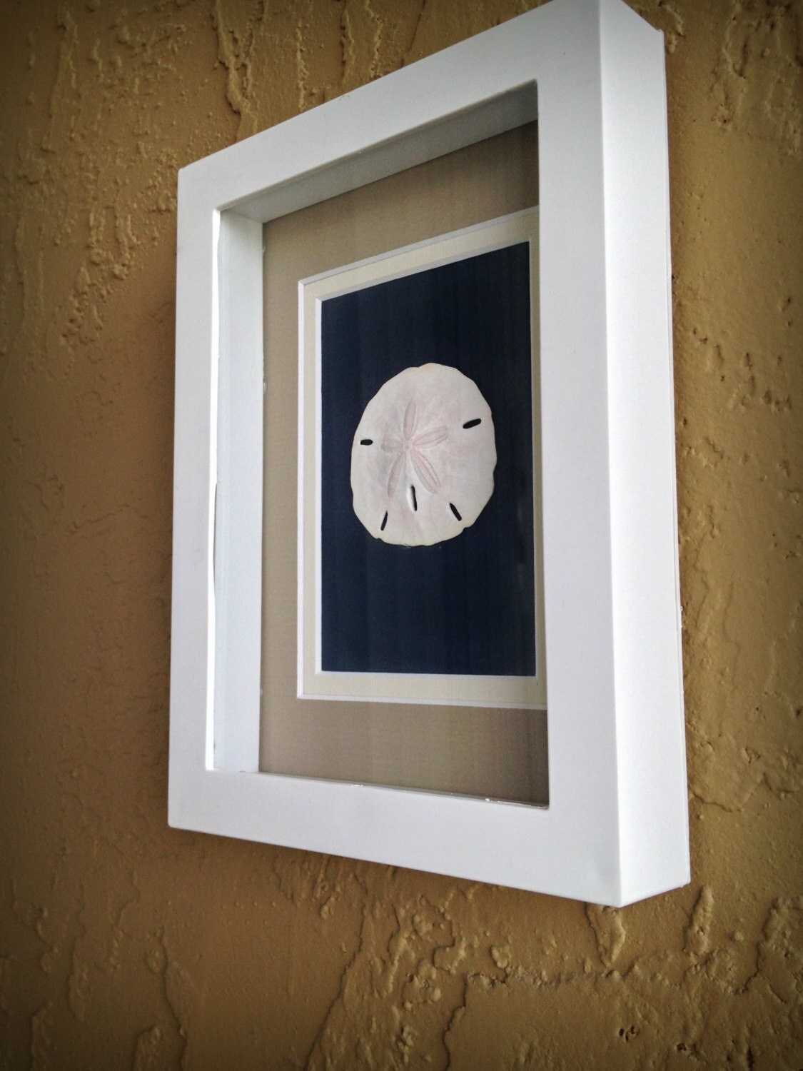 Sand Dollar Wall Art 5X7 Shadow Box Navy by FloridaSandDollarArt