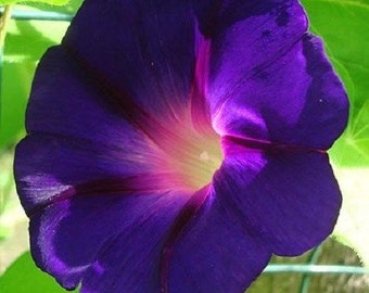 Morning Glory Star Of Yelta Flower Seeds / Ipomoea / Perennial 20+