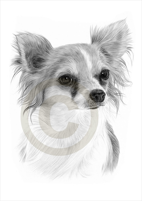 Dog Chihuahua Chiwawa pencil drawing print A4 size artwork