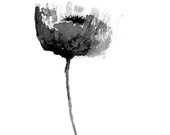 Black and White Poppy Print from Original Watercolor, Flower Print Wall Art, Home Decor Wall Design, Flower Print, Minimalist Modern Art