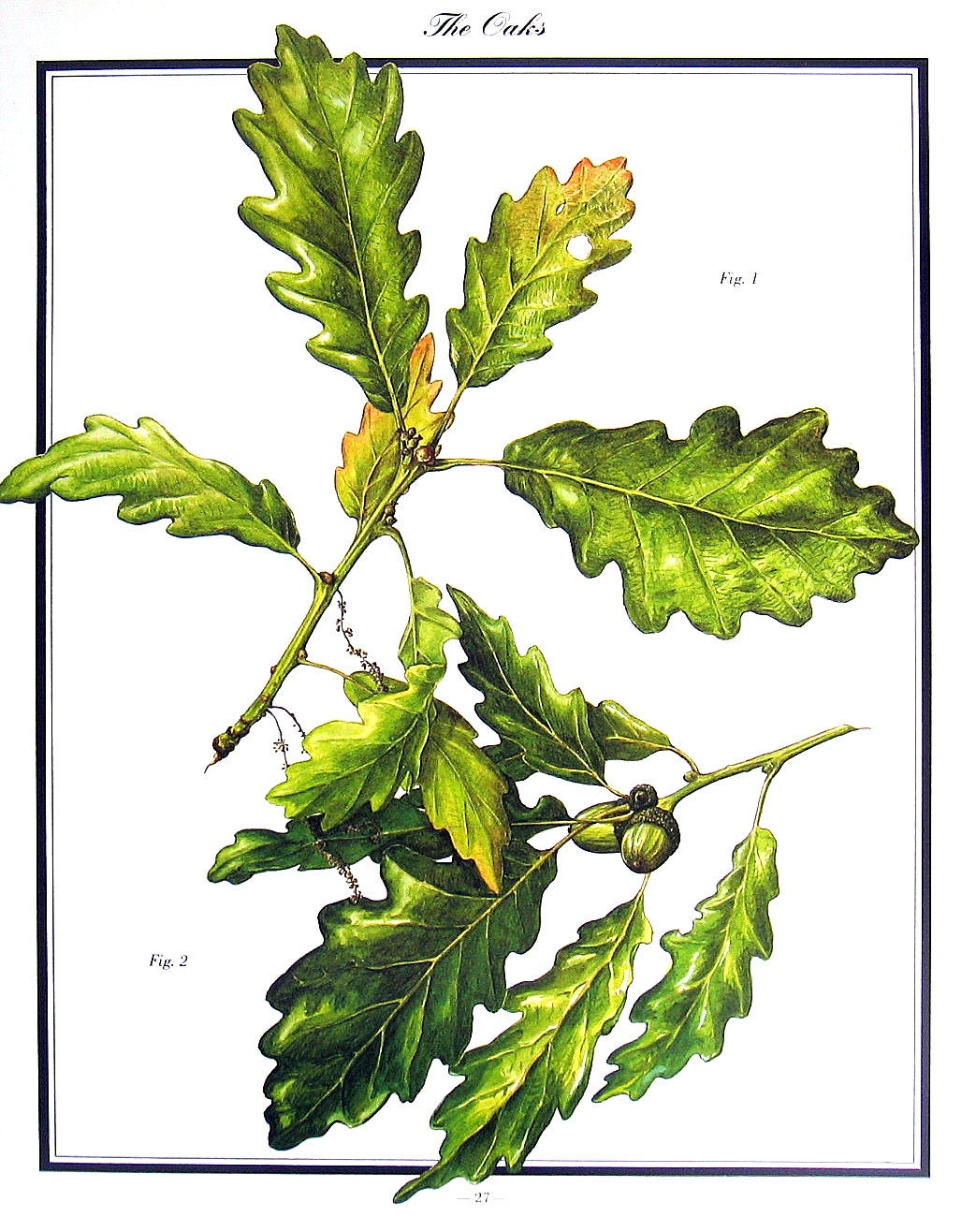 Oak Leaves 1987 Vintage Botanical Print Vintage Book Page