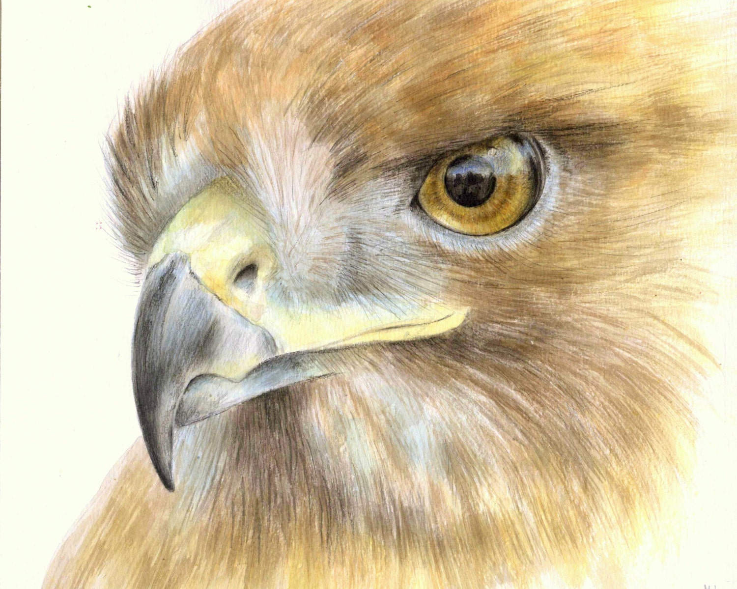 Angry Hawks