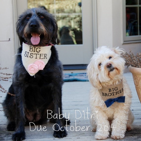 Big Brother Dog Bandana Burlap Collar with Fabric Bowtie