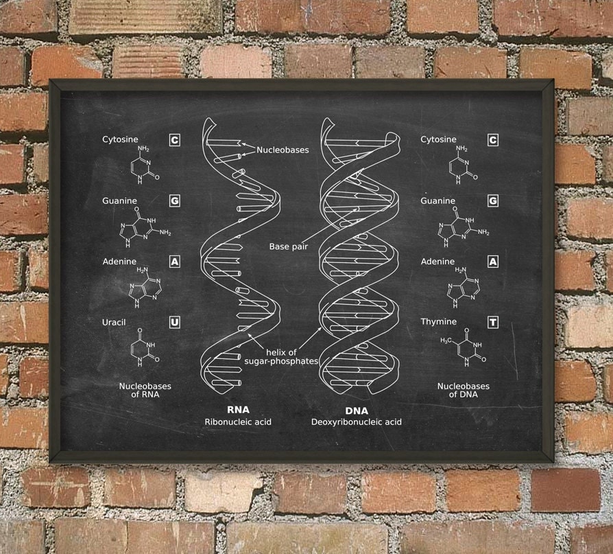 DNA and RNA Wall Art Poster Biology Student Art Poster