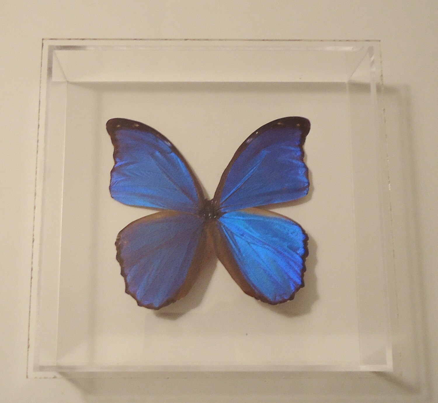 Real butterflies mounted in an acrylic by NATUREARTBUTTERFLIES