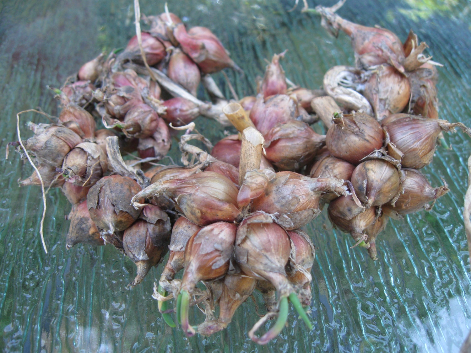 Egyptian Walking Onion bulbs. by NanoFarm on Etsy