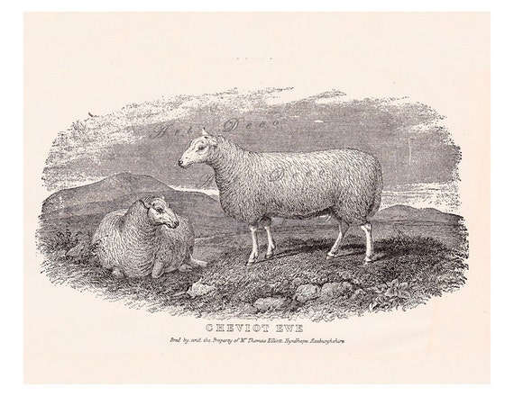 antique sheep print of 'Cheviot Ewe' a vintage