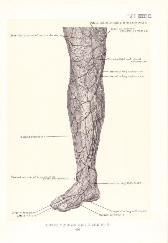 1926 Human Anatomy Print Cutaneous Vessels and Nerves of Leg