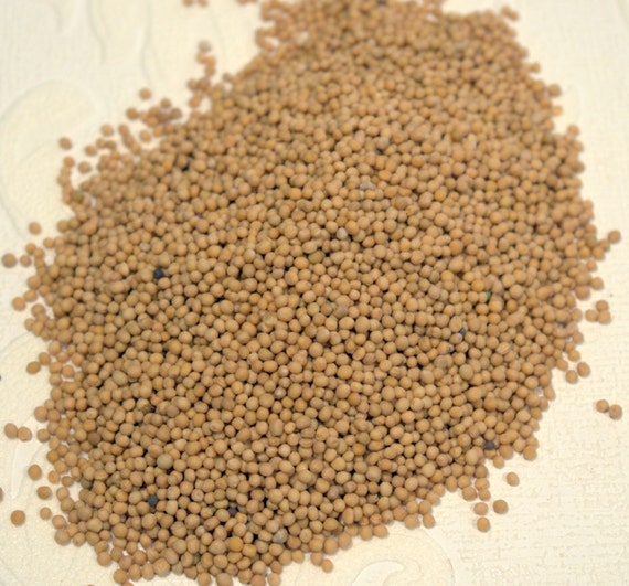 Mustard Seed 4 Oz Crafting Cooking Home Decor | mustard seed 4 oz crafting cooking home decor from Mustard Seed 4 Oz Crafting Cooking Home Decor | mustard seed 4 oz crafting cooking home decor from