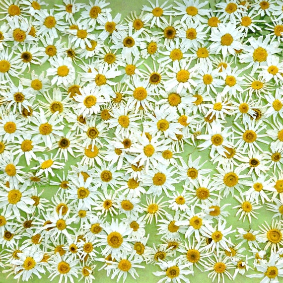 Dried Daisies White Daisy Whole Flowers Flower by LarkspurHill