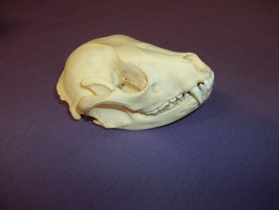 Real animal bone raccoon deformed skull skeleton coon head