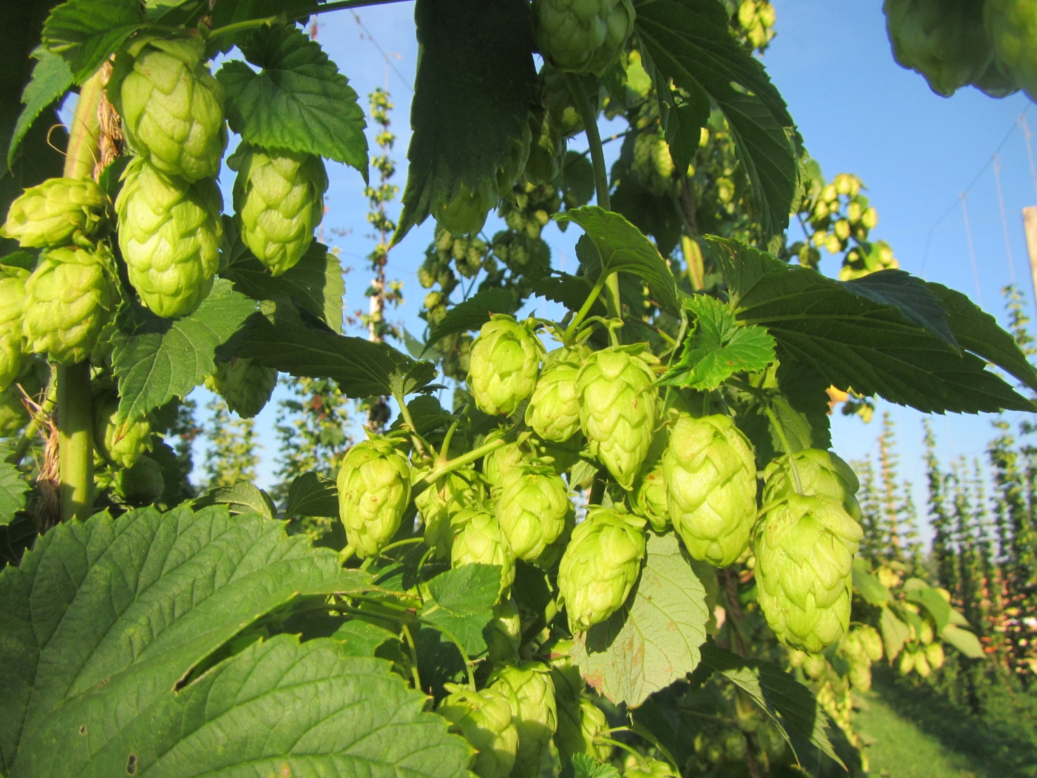 Perle Hops for Homebrewing Whole Leaf Hops 1 by BlackCreekHops