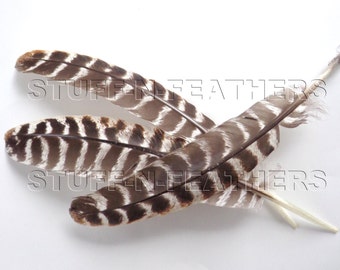 Long turkey wing feather quill, natural brown barred feather, real feather for millinery, DIY crafts, decor / 10-14 in (25-35cm) long / F124