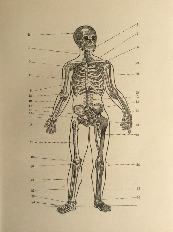 Original Vintage Skeleton Print Human Anatomy 1924 Bookplate