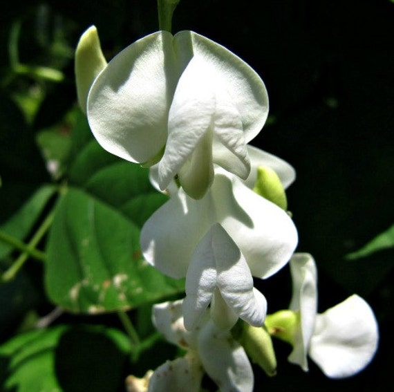 White Hyacinth Bean Dolichos lablab alba 10 heirloom by ...