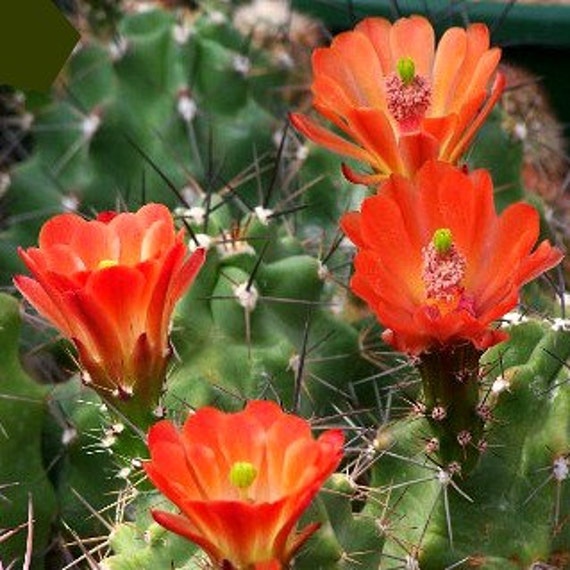 Echinocereus coccineus Scarlet Hedgehog Cactus 25 by SmartSeeds