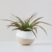 White Air Plant Pod w/ Air Plant
