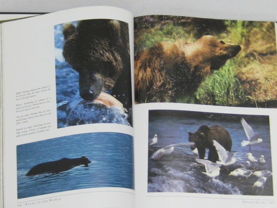 Bear Vintage Book 1988 Bears Of The World Photographs Sloth