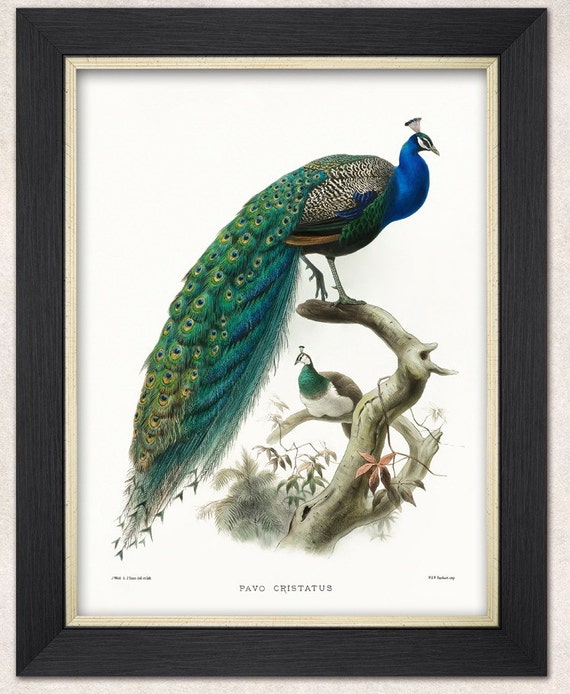 Peacock Print Art Deco French Peacock Sitting On The Branches   Il 570xN.658427825 Fqzl 