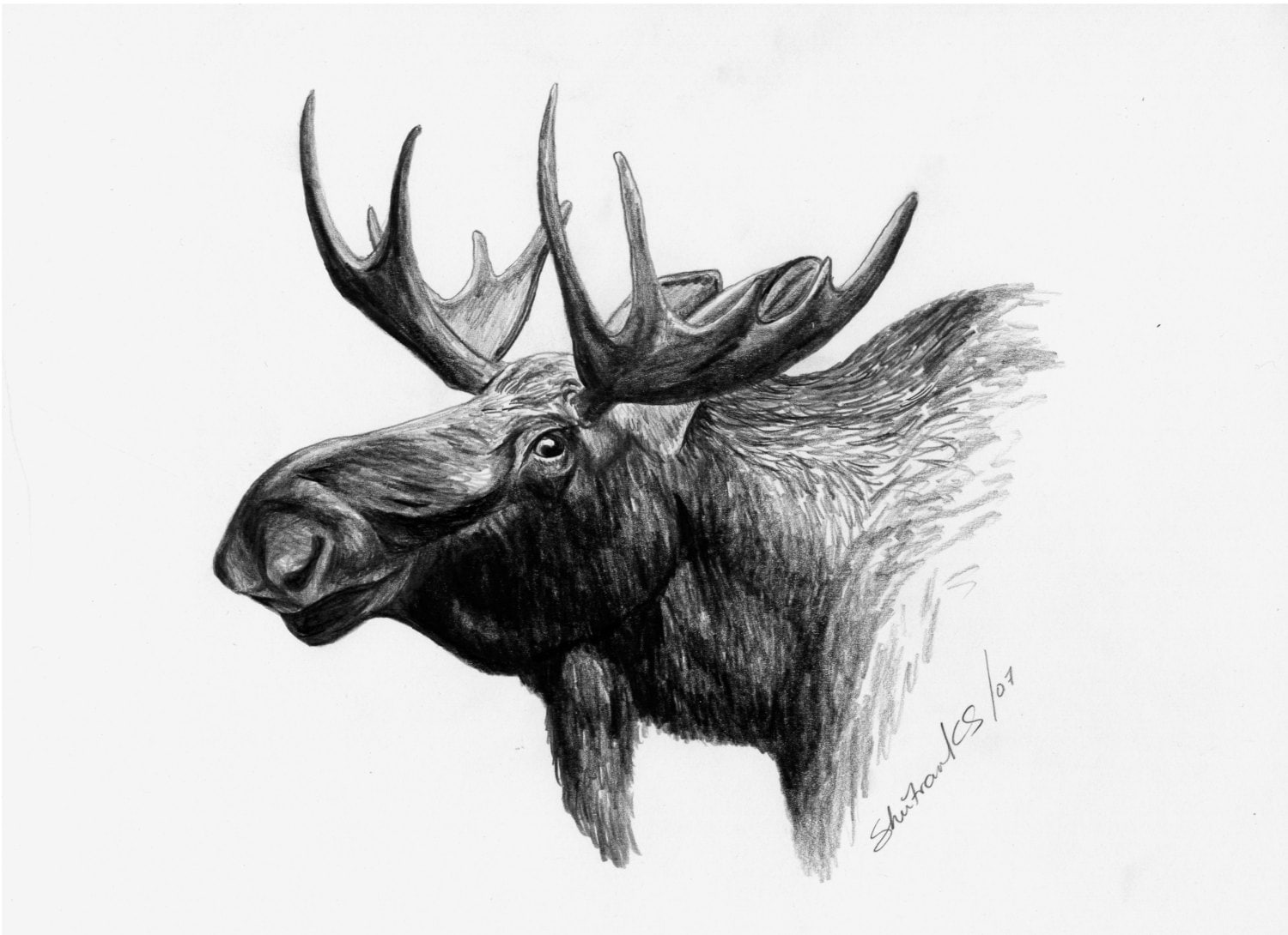 Items similar to Moose Head Limited Edition Print, Black & White