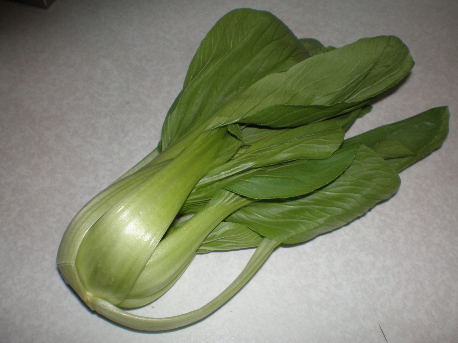 Green Stem Bok Choy Pak Choi Or Shanghai pak by 