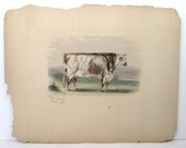 Rare Antique German Engraving 1800's Royal Butterfly Schorthorn (Shorthorn) Bulle Bull