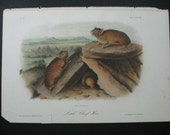 Audubon Quadruped Octovo Little Chief Hare Antique Print Dated 1854