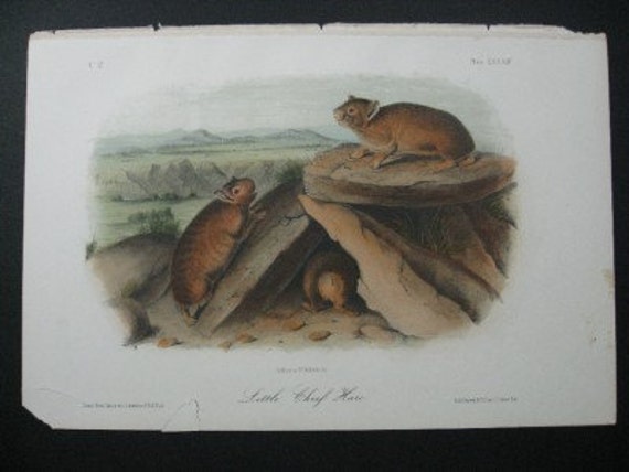 Audubon Quadruped Octovo Little Chief Hare Antique Print Dated 1854