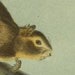 Audubon Quadruped Red Tailed Squirrel 1854 Antique Print Stone Lithograph