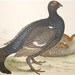 Antique Bird Print Engraving 1855 Beverly Morris British Game Birds Black Grouse