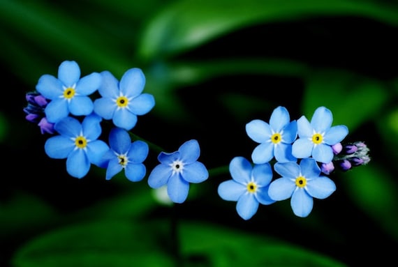 Forget-me-not greetings card. Photo card.  Macro photograph of blue forget-me-nots. Blank card