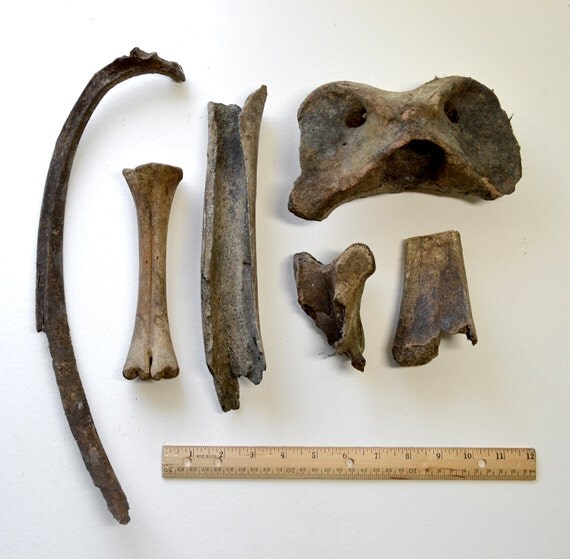 FOSSIL ANIMAL BONES Real Jaw Fossilized Bison by TheCoyoteWoman