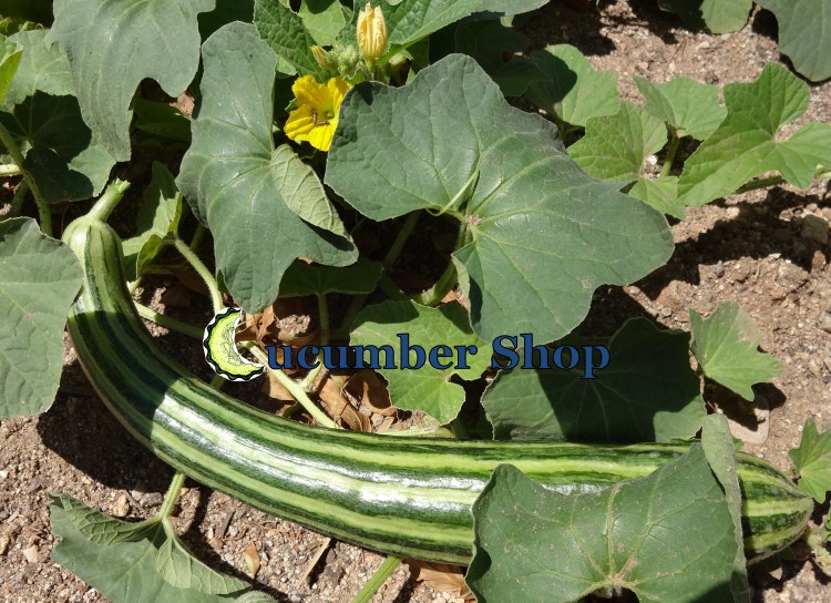 Painted Serpent Cucumber Seeds By Cucumbershop On Etsy