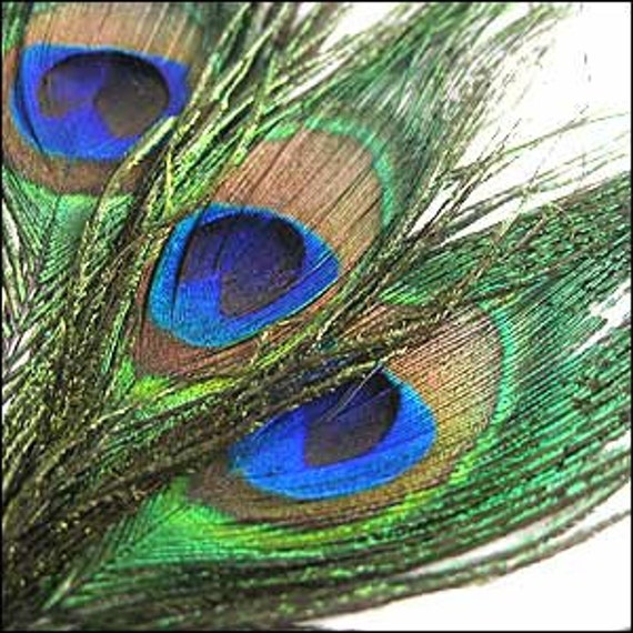 Peacock Feather. Pack of 3. JR01637