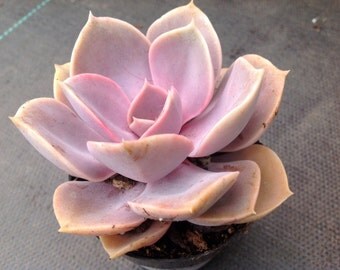 Succulent plant, Echeveria Perle Von Nurnberg. One of the most beautiful hybrid echeveria's. Excellent for windowsill culture.